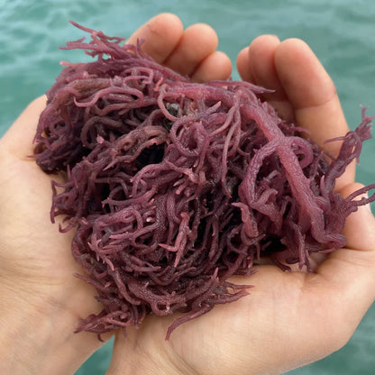 Halark™ 100% Wildcrafted Raw Sea Moss (2oz)
