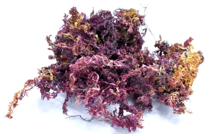 Halark™ 100% Wildcrafted Raw Sea Moss (2oz)